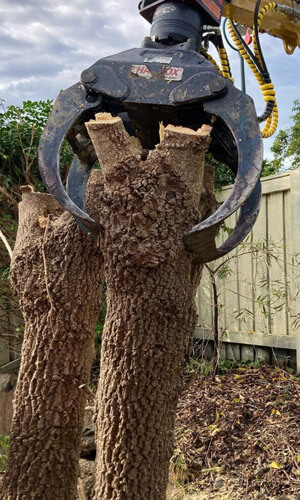 Tree Removal & Pruning Gold Coast - Apex Tree Services