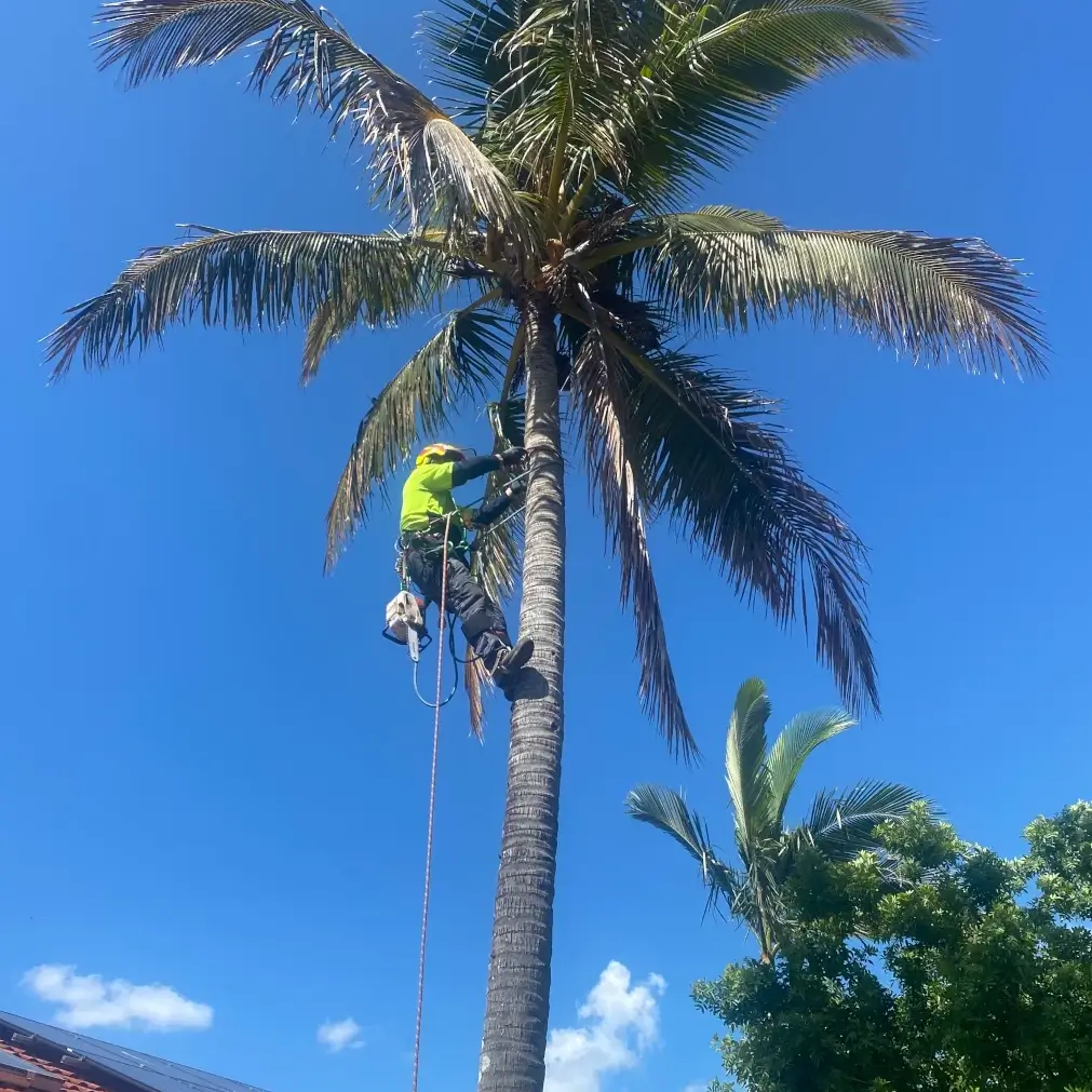 Apex Tree Services - Southern Gold Coast Tree Experts