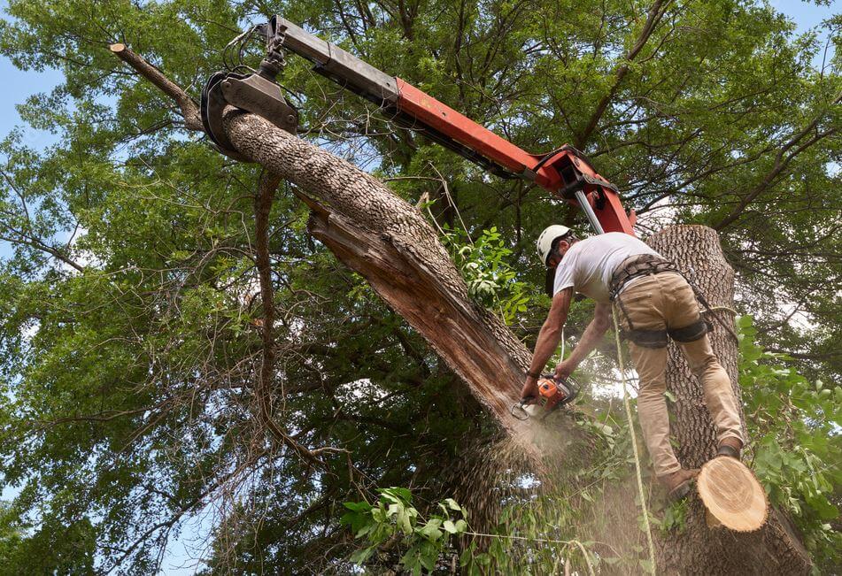 tree removal servicce
